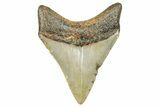 Fossil Megalodon Tooth - North Carolina #245746-1